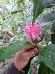 Justicia carnea