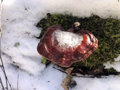 Ganoderma lucidum