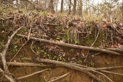 Woodsia obtusa occidentalis