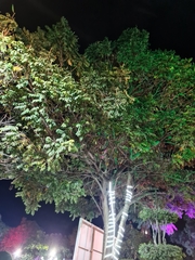 Nothofagus cunninghamii