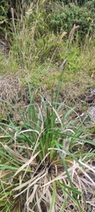 Carex phleoides