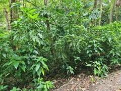 Justicia carnea