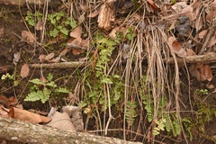 Woodsia obtusa occidentalis