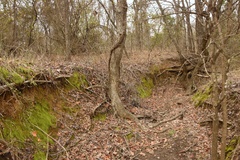 Woodsia obtusa occidentalis