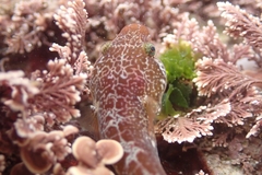 Apletodon dentatus
