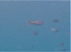 Cephalopholis colonus