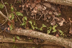 Woodsia obtusa occidentalis