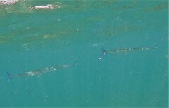 Tylosurus crocodilus fodiator