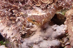 Apletodon dentatus