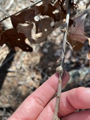 Zapatella quercusmedullae