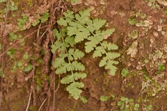 Woodsia obtusa occidentalis