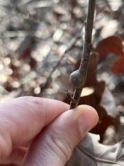 Zapatella quercusmedullae