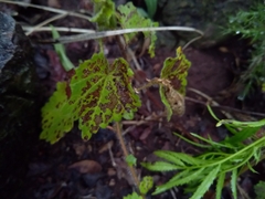 Anisodontea scabrosa