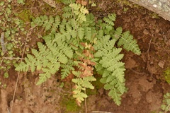 Woodsia obtusa occidentalis