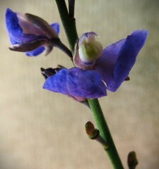 Comesperma sphaerocarpum
