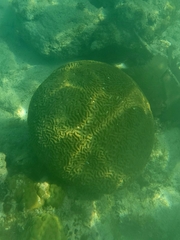 Pseudodiploria strigosa