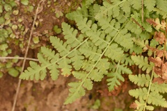 Woodsia obtusa occidentalis