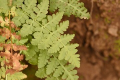 Woodsia obtusa occidentalis