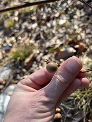 Disholcaspis globosa