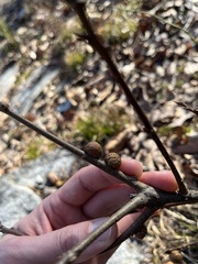 Disholcaspis globosa