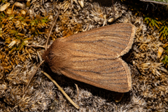 Ichneutica lissoxyla