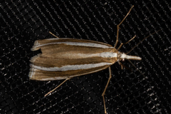 Orocrambus philpotti