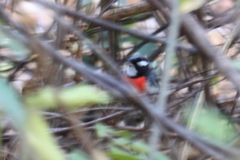 Granatellus venustus