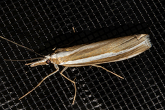 Orocrambus philpotti