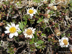 Celmisia bellidioides
