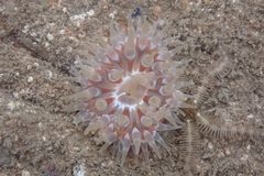 Urticina felina