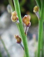Comesperma sphaerocarpum