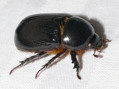 Ligyrus relictus