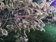 Nothofagus cunninghamii