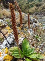 Plantago australis