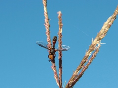 Physocephala australiana