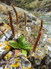 Plantago australis