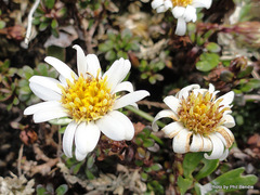 Celmisia bellidioides