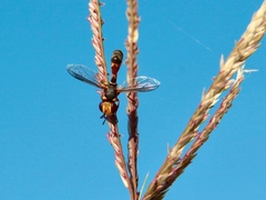 Physocephala australiana