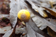 Littorina obtusata