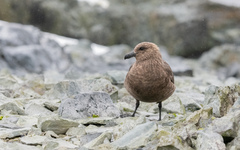 Stercorarius antarcticus