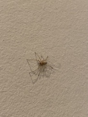 Cheiracanthium mildei