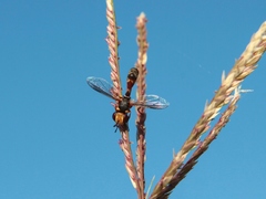 Physocephala australiana