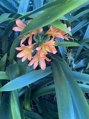 Iris foetidissima