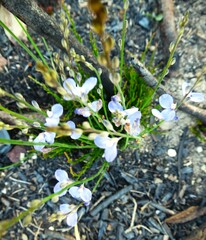 Comesperma sphaerocarpum