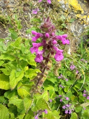Stachys grandidentata