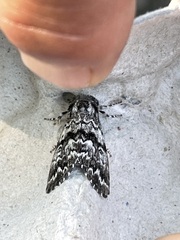 Panthea acronyctoides