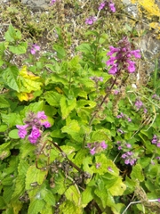 Stachys grandidentata