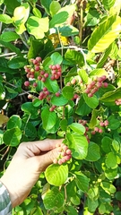 Davilla