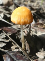 Marasmius vagus