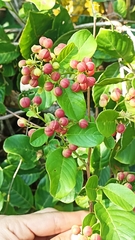 Davilla